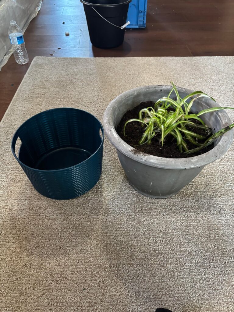 Tips for bringing back to life/ repotting :) Tips for bringing back to life/ repotting :)