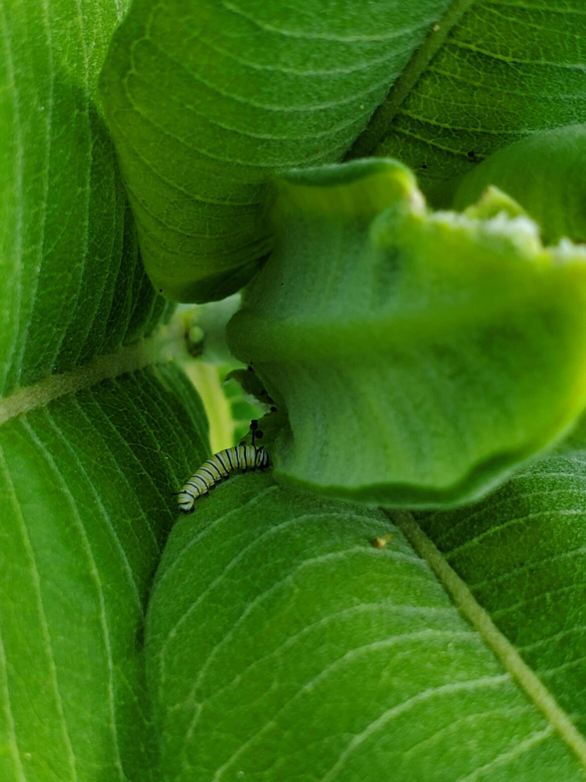 Monarch caterpillars in our common milkweed.
