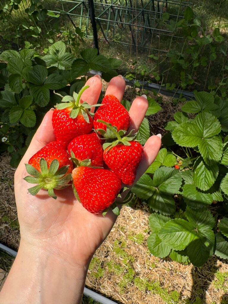 First harvest of the year ๐ First harvest of the year ๐
