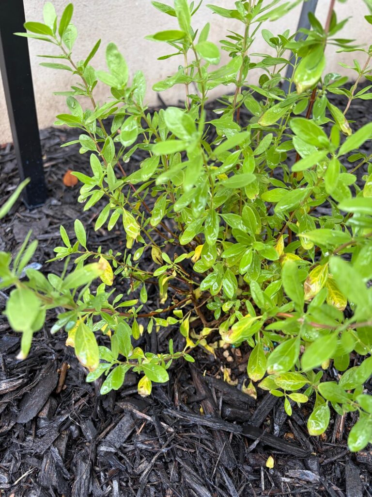 New Autumn Sage