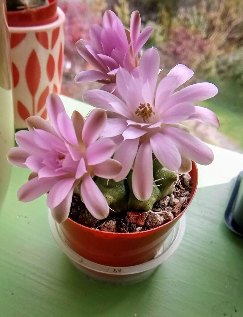 Gymnocalycium Damsii.