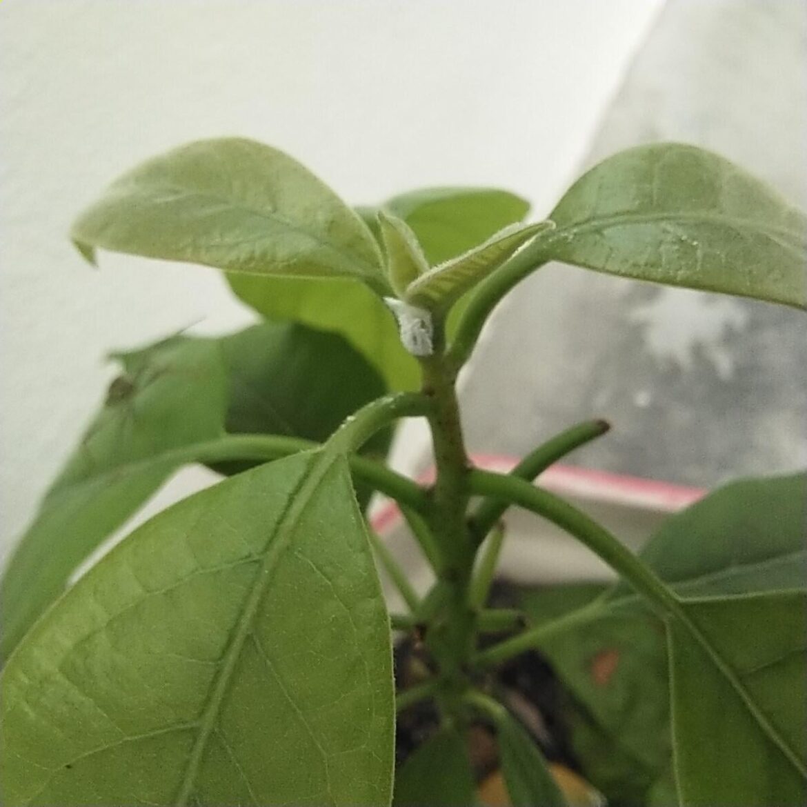 Help! Is this a concerning amount of mealybugs?