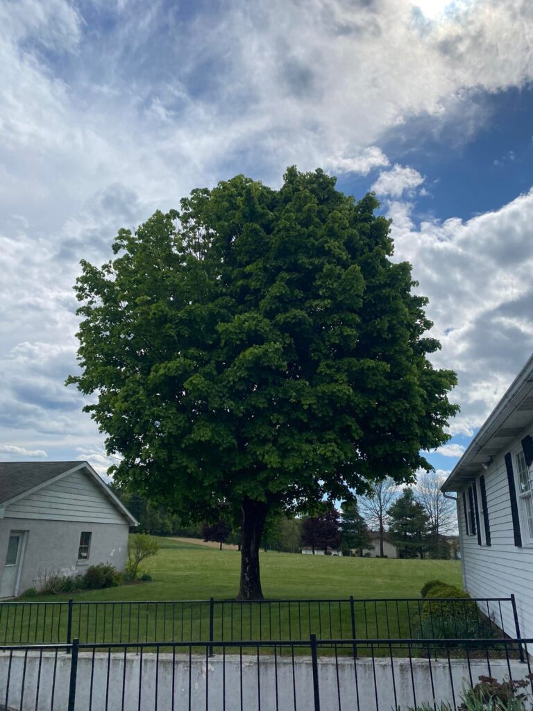 How long will this tree last? How long will this tree last?