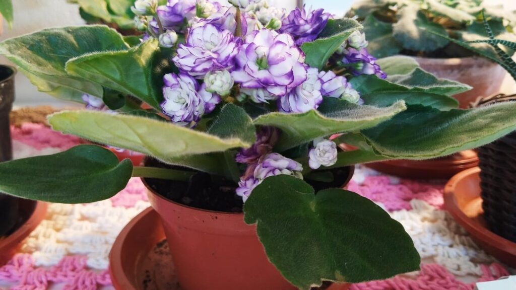 Nova planta para minha coleção. Nova planta para minha coleção.