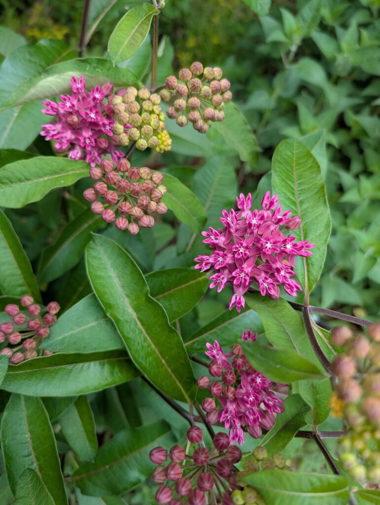 Asclepias purpurascens might be my favorite of all the milkweeds in my area