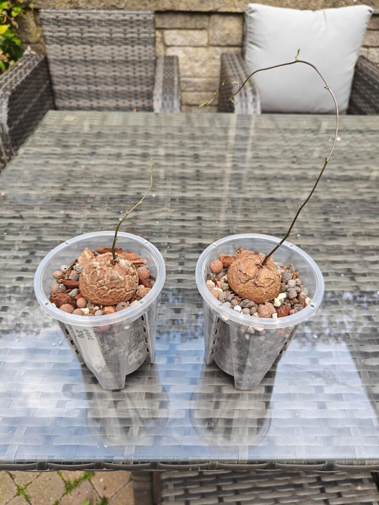 Dioscorea elephantipes growth from August 2025 - May 2026
