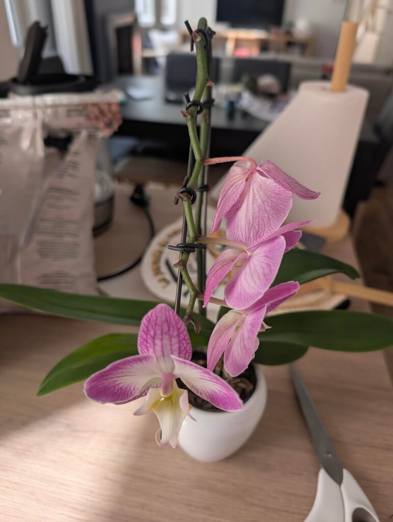 My orchid is losing all its flowers one by one, in bloom order. Root rot?