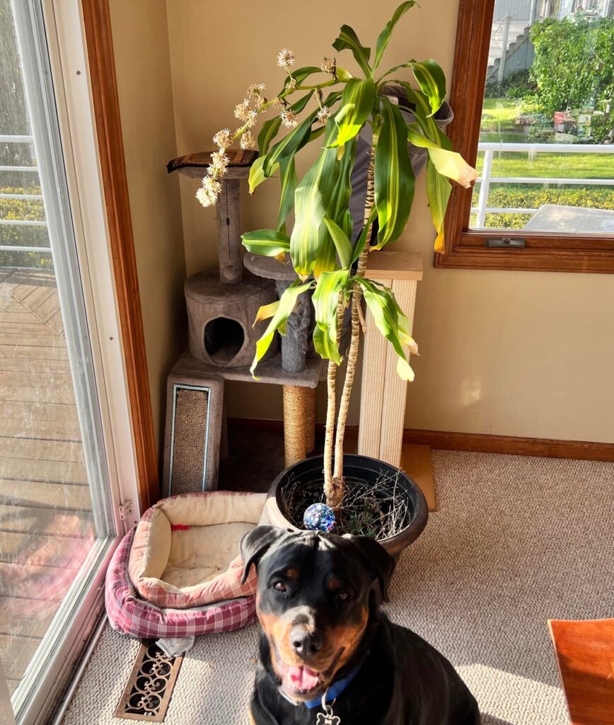 Had this 10+ years, what is flowering out of it? Had this 10+ years, what is flowering out of it?