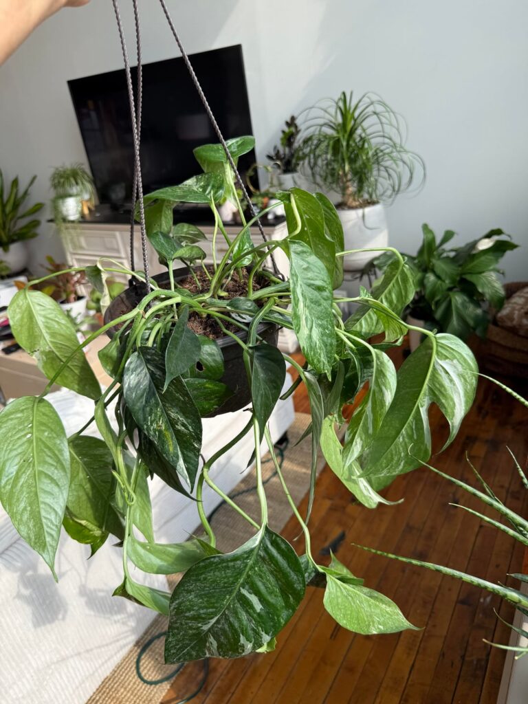 Epipremnum Albo