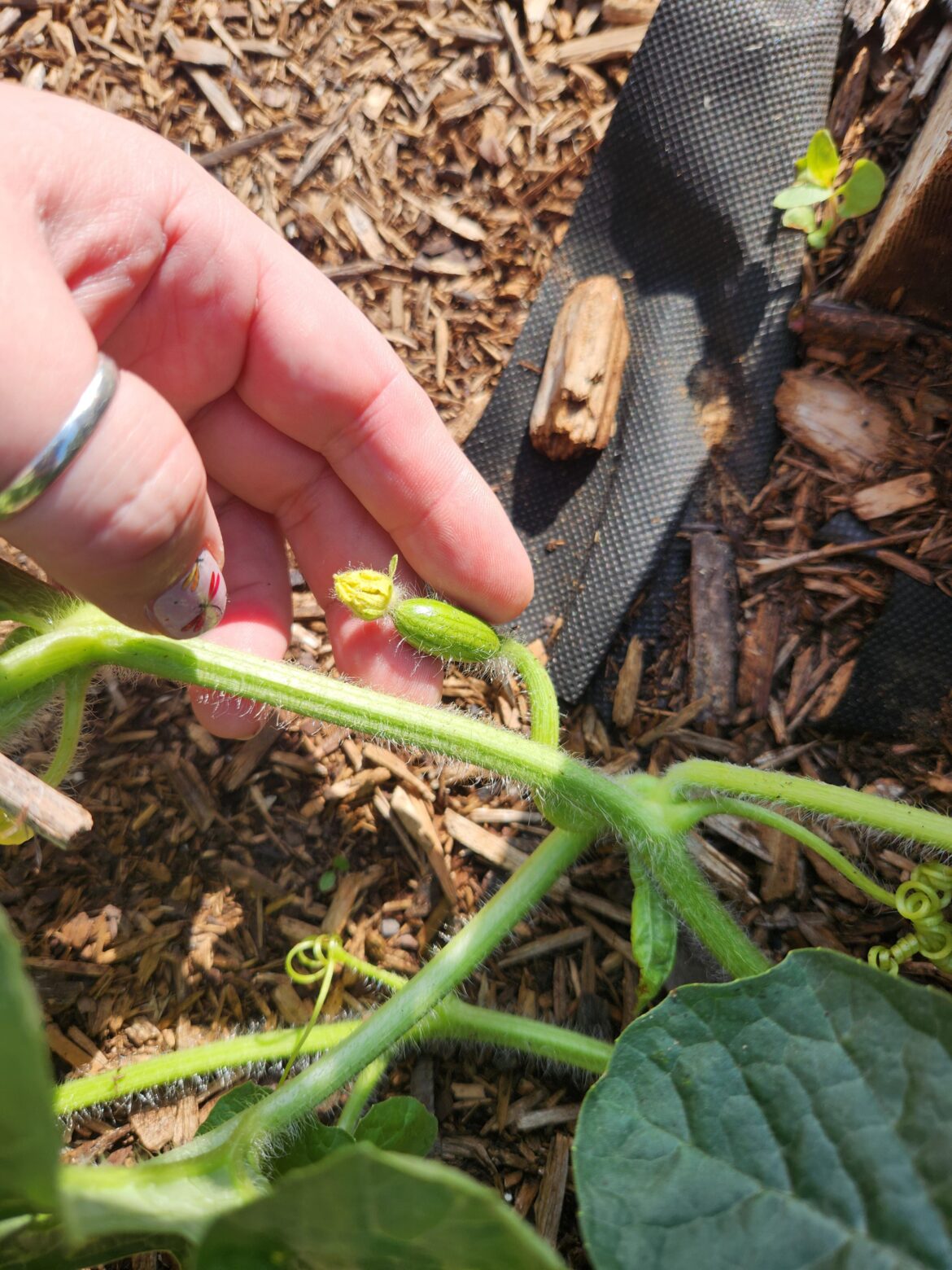 Omg my first ever watermelon!!