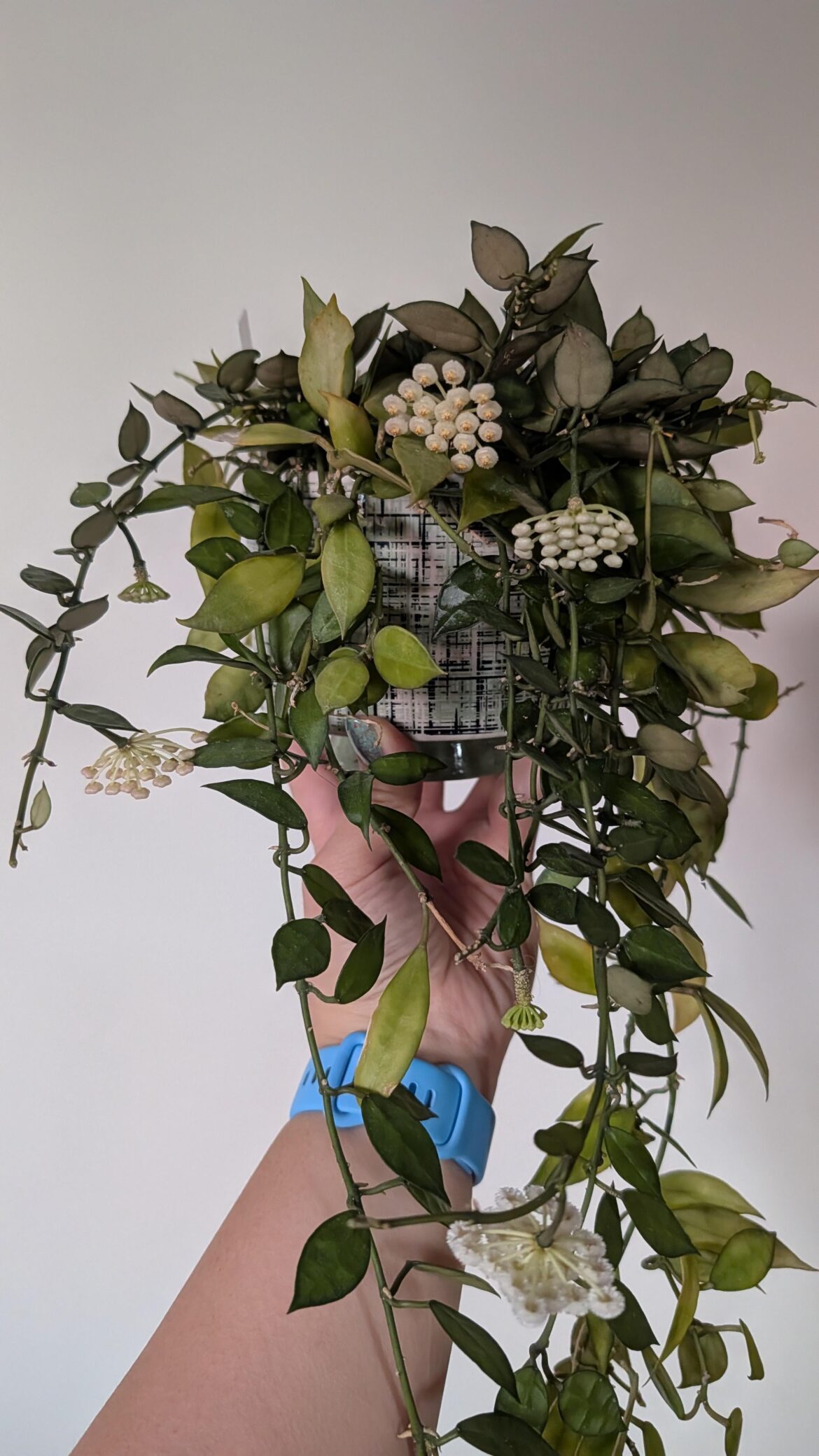 Lacunosa 'Tove'
