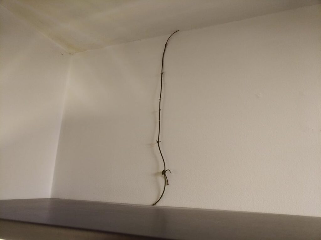 Oh look, my Mathilde put out her first peduncle...