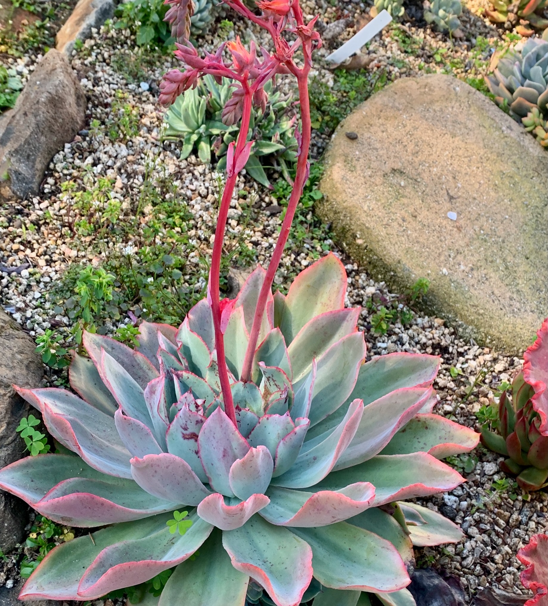 Mexican giant (Echeveria colorata). This large cultivar has a stemless...