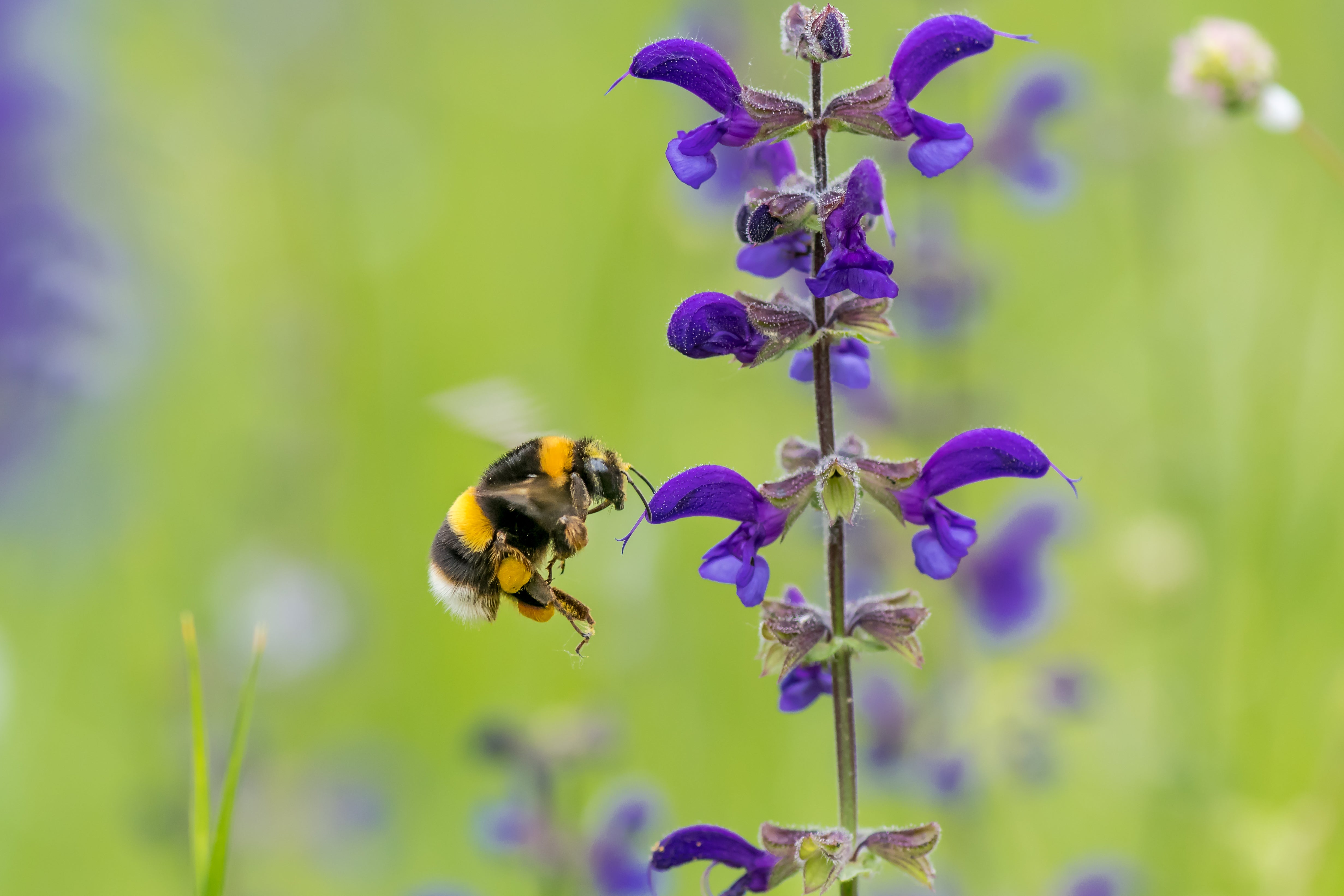 Buff-tailed bumblebee on salvia