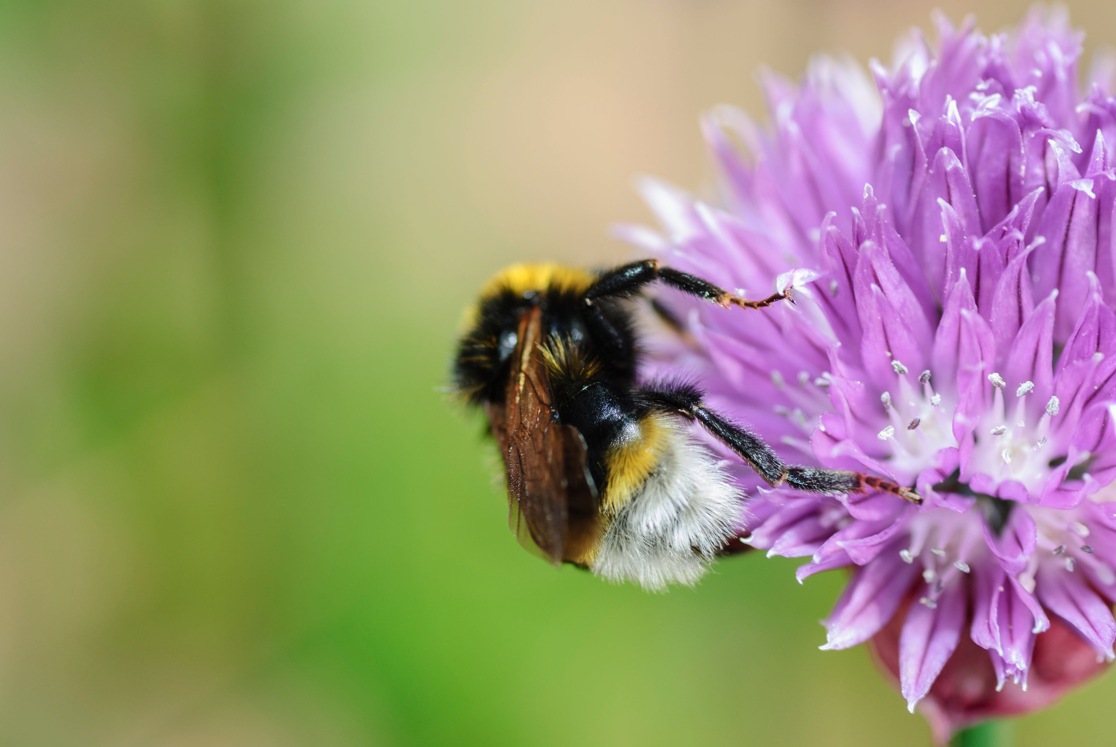 Southern Cuckoo Bumblebee