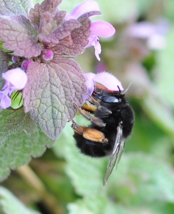 Hairy-footed flower bee