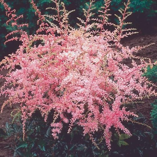 Sprite Dwarf Astilbe