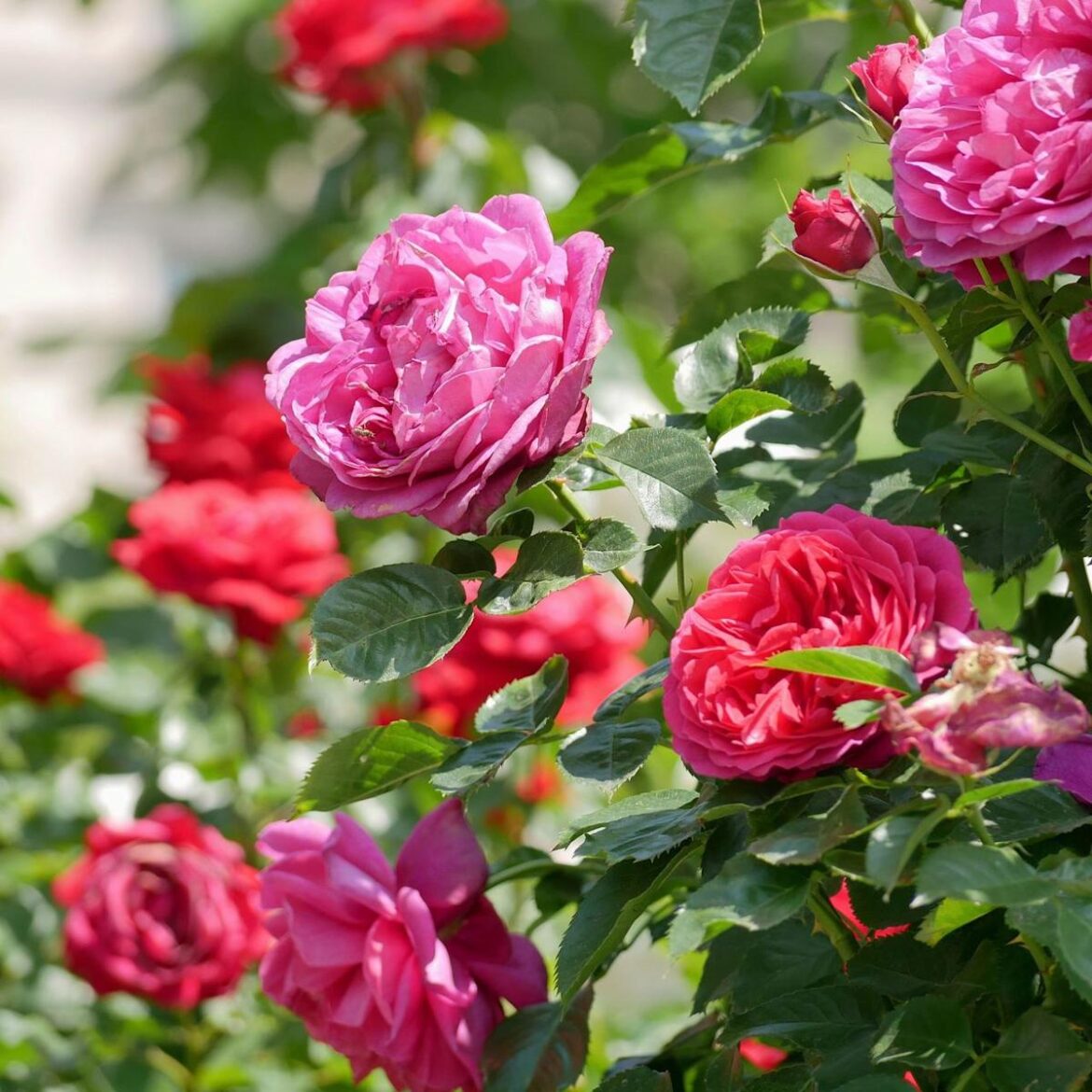 My Husband Is a Professional Gardener – and He’d Never Let Me Buy These 6 Popular Plants My Husband Is a Professional Gardener – and He’d Never Let Me Buy These 6 Popular Plants