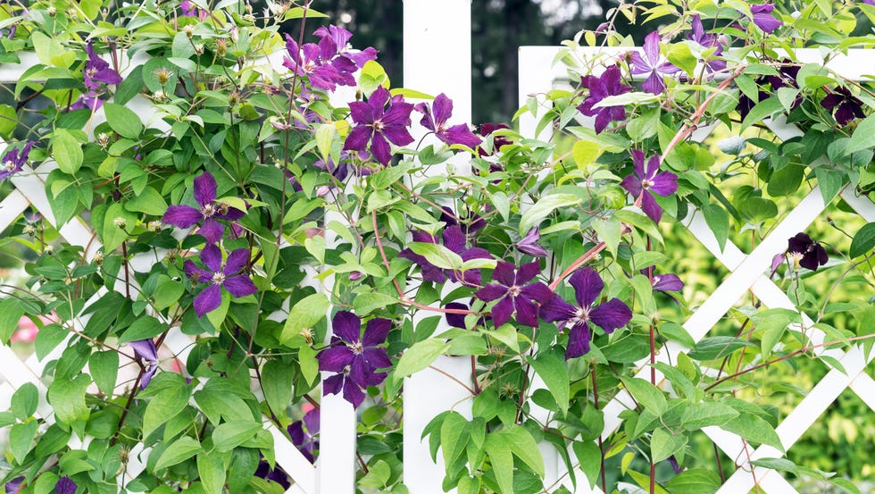 clambering plant violet clematis on a wrought iron fence in the garden.