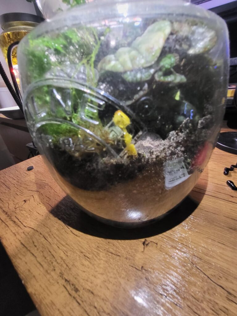 Yellow mushroom in my terrarium