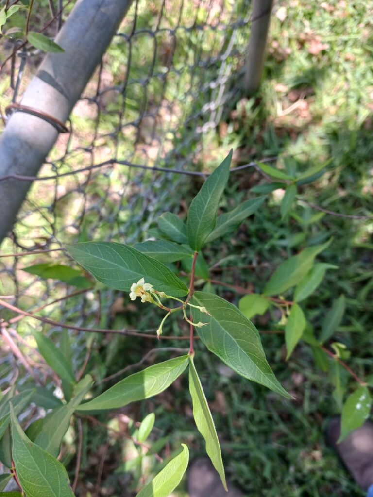 Any ideas what this is? Any ideas what this is?