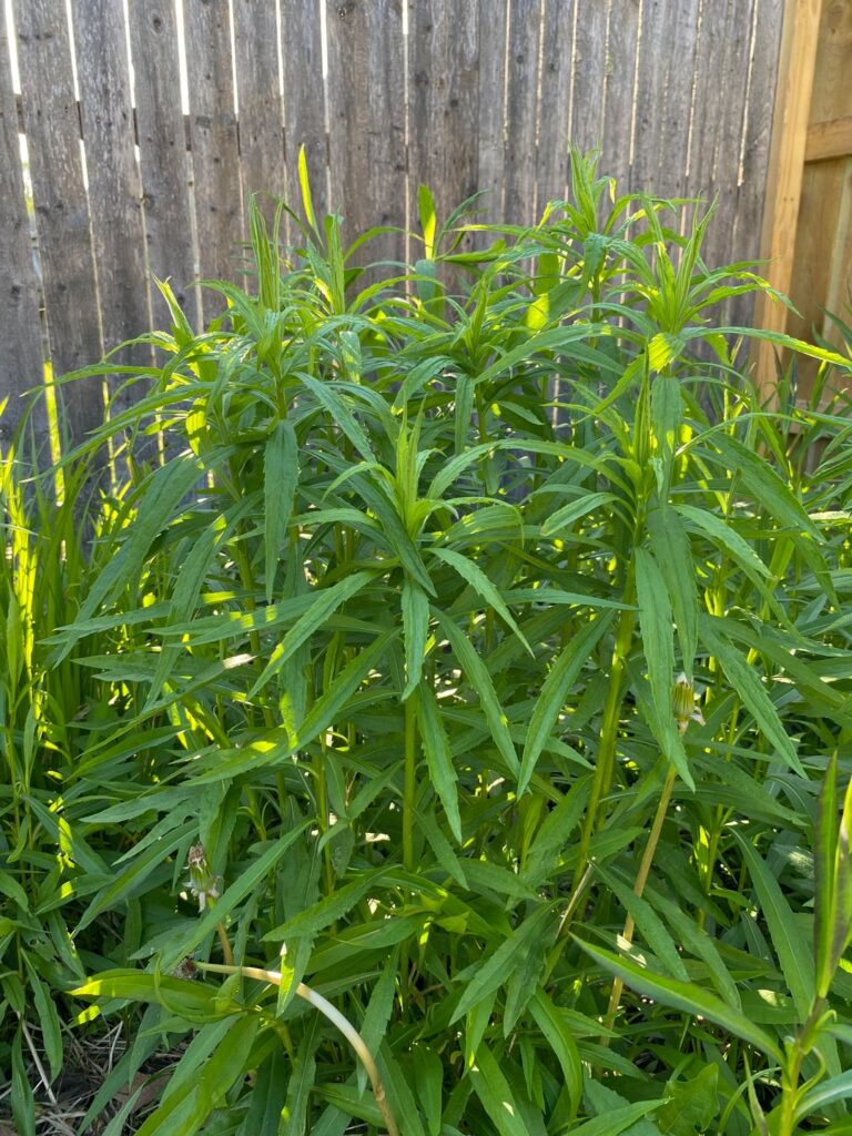 Back yard volunteers 🌱 Back yard volunteers 🌱