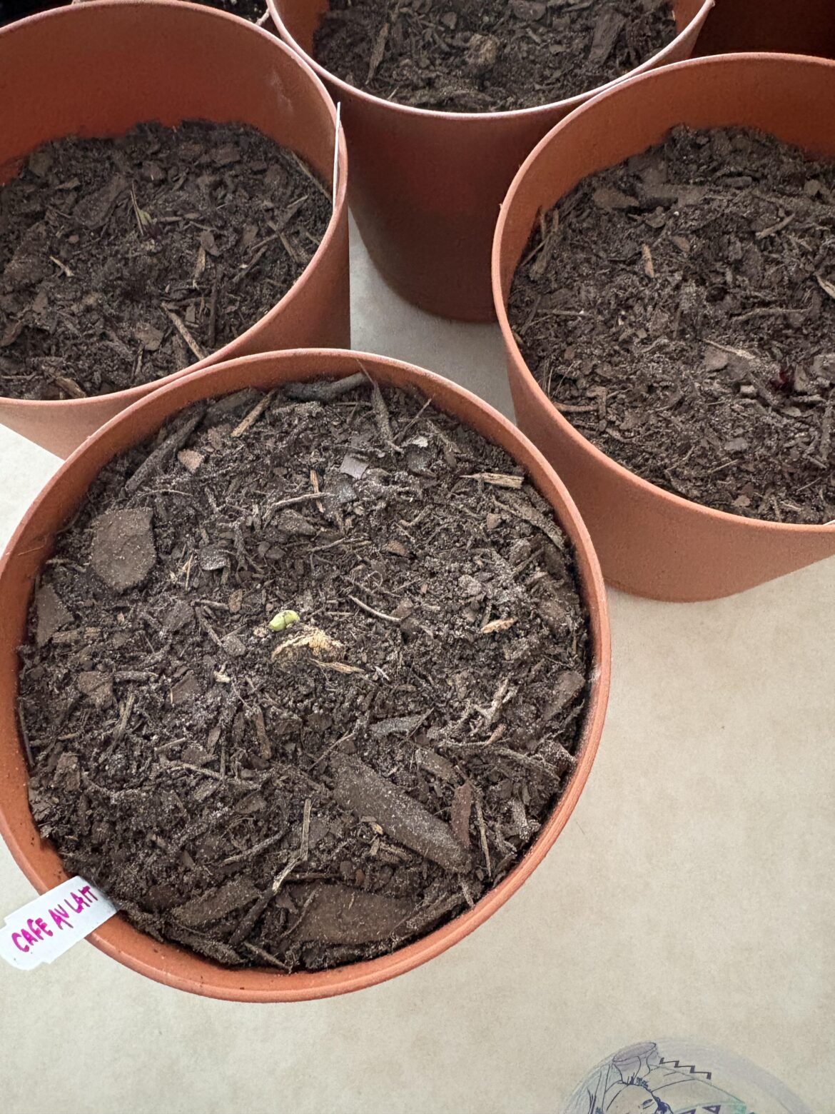 First timer. “We have shoots!” has become “Oh, shoot!” It’s still way too cool outside. How do I care for these until I’m able to give them a proper outdoor home? Is it safe to water once I see sprouts? Any input or resource suggestions would be very, very much welcomed.