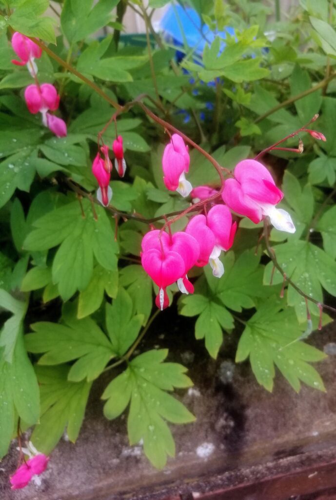 Any ideas what these flowers are?