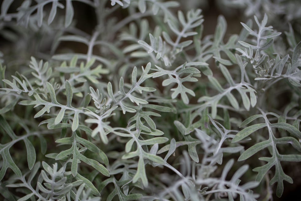 top gardening trends of 2026 muted colors