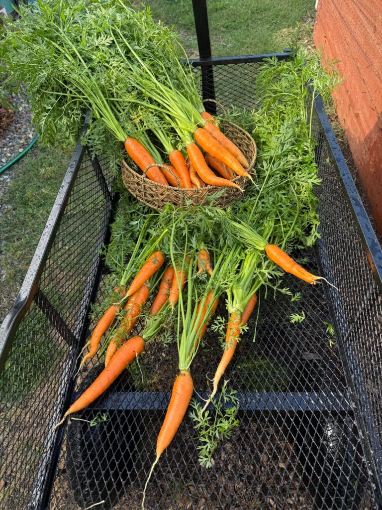 My first carrot harvest ever!
