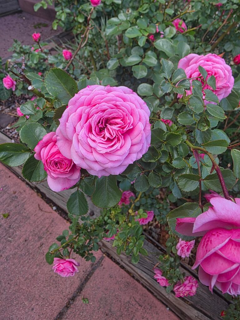 zone 6/5 mystery rose zone 6/5 mystery rose