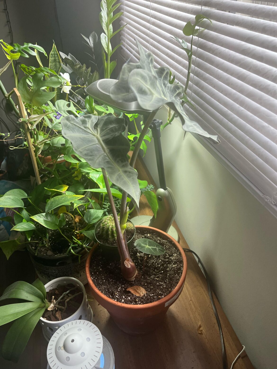 Excessive flowering?