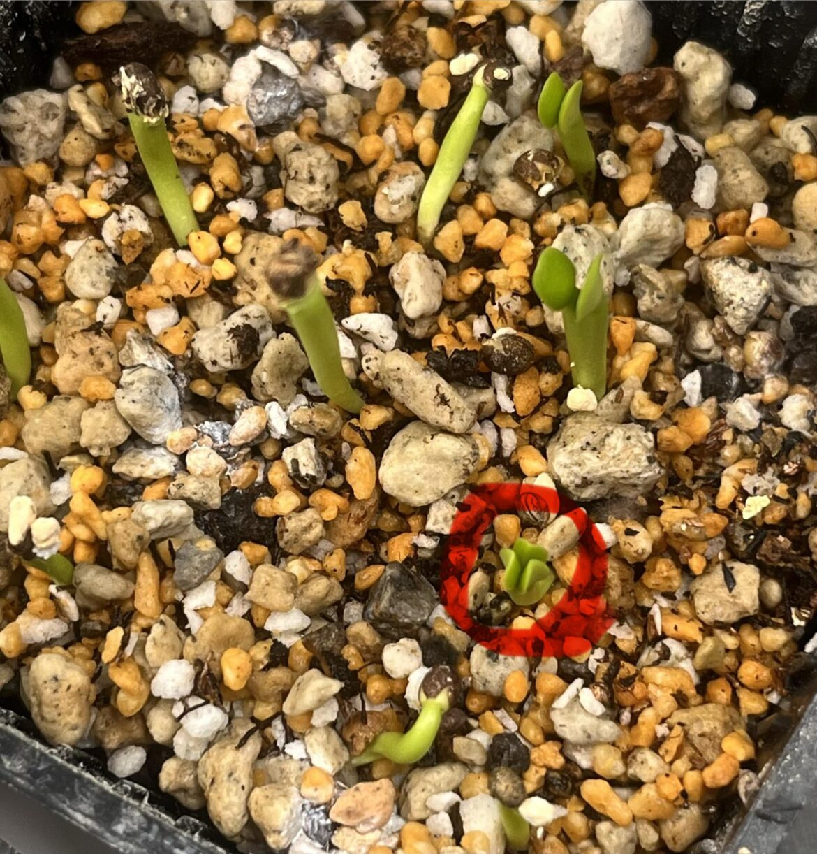 E. graniticola with 3 cotyledons
