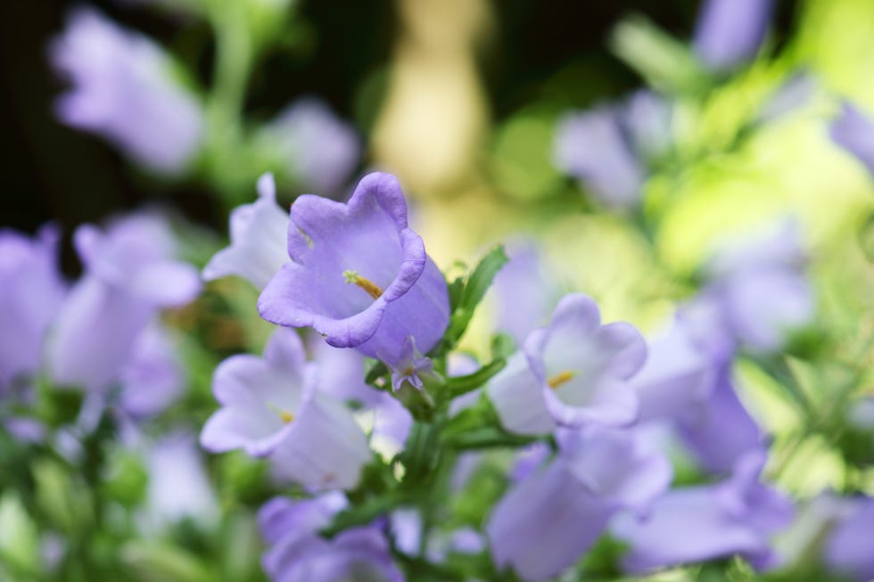 blue campanula blue campanula