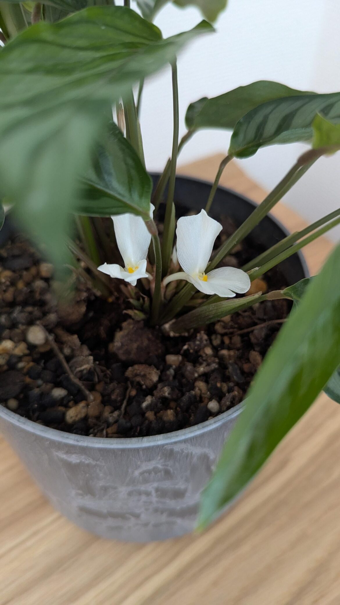 Blooming flowers??
