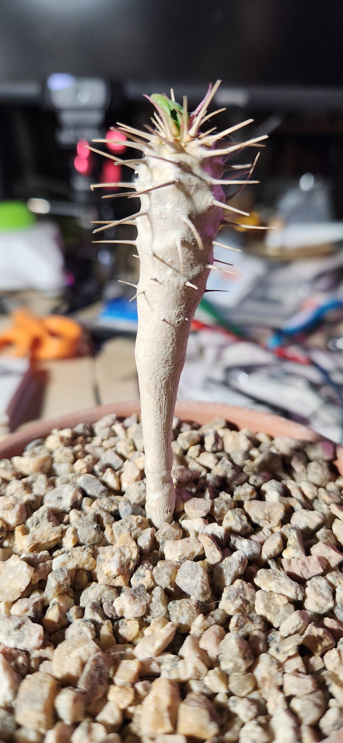 I.D. please?