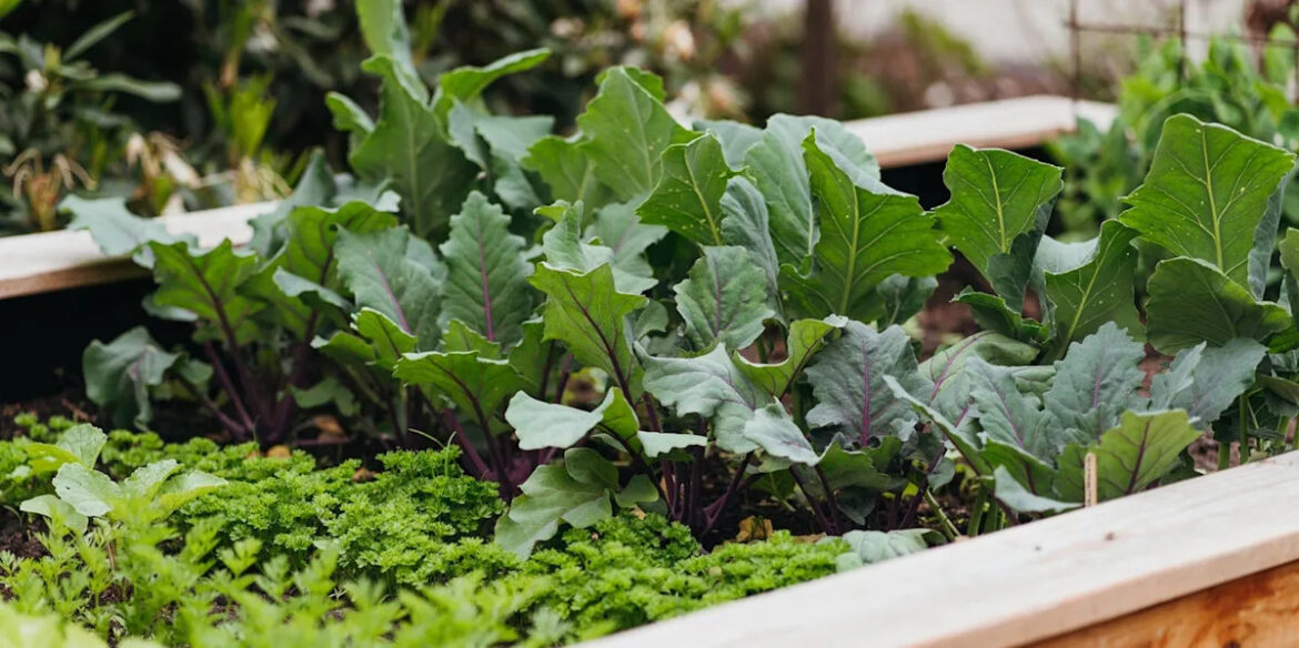 6 vegetable gardening mistakes beginners make — and what to do instead 6 vegetable gardening mistakes beginners make — and what to do instead