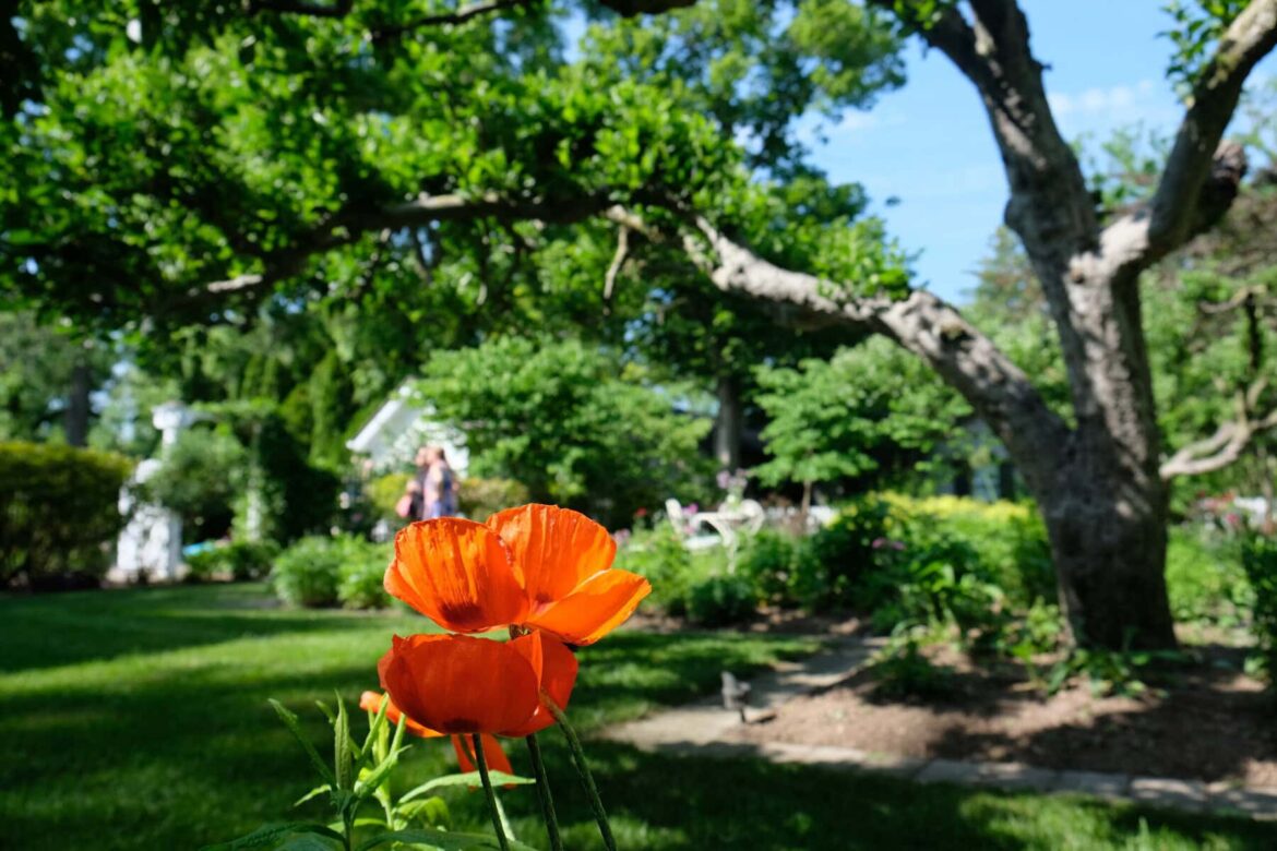 Explore beautiful backyards in NOTL at Shaw Guild’s annual garden tour Explore beautiful backyards in NOTL at Shaw Guild's annual garden tour