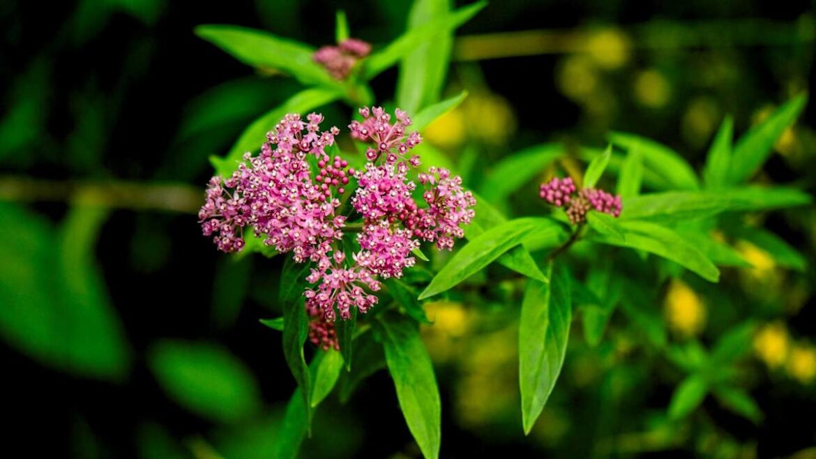 Gardening Expert Gives 7 Reasons Why Planting Milkweed Can Transform Your Garden