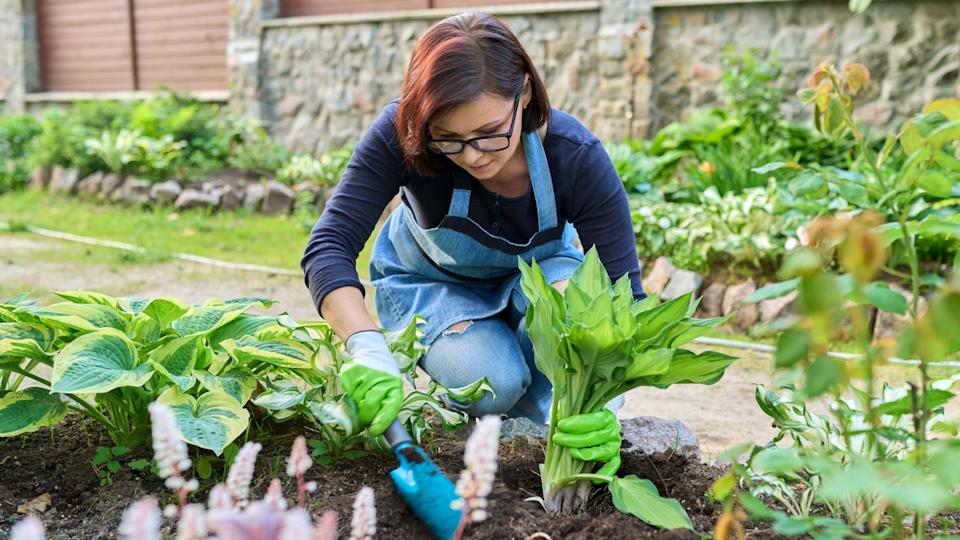 Woman planting hosta bush plant on flower bed, using shovel tools, spring gardening.