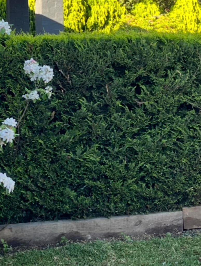 Best hedge trimmer? Best hedge trimmer?