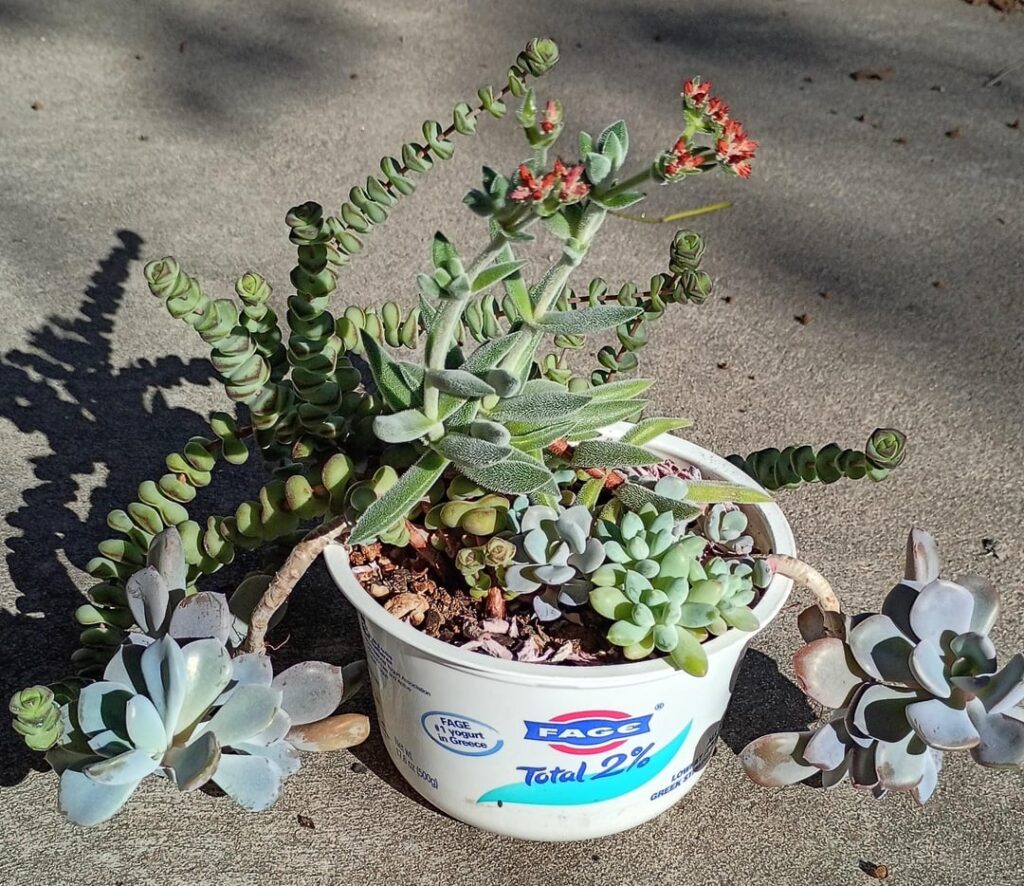 Repotting my successfully codependent succulents Repotting my successfully codependent succulents