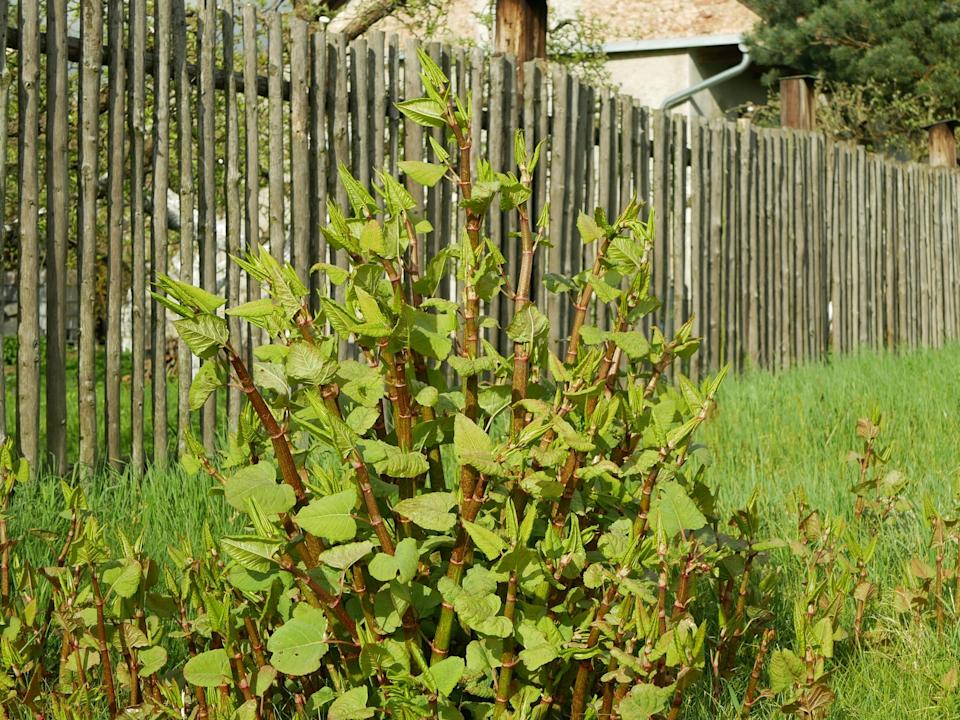 invasive japanese knotweed plant growing in someone's backyard
