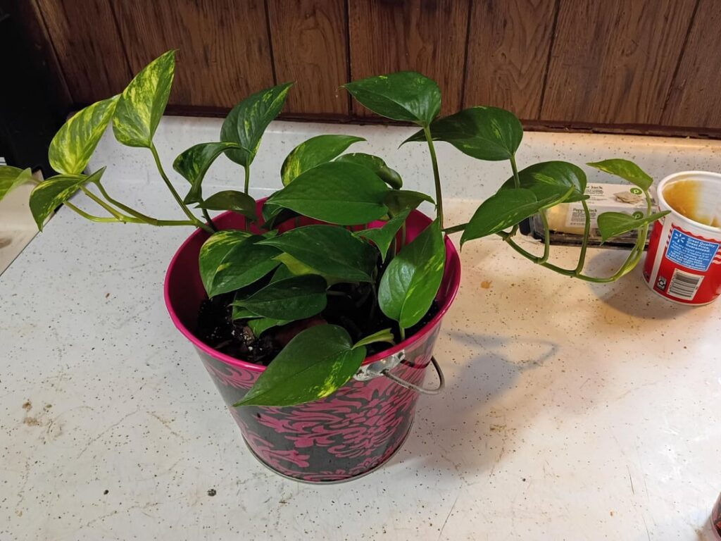 My hibiscus died. Here’s a Pothos. My hibiscus died. Here's a Pothos.