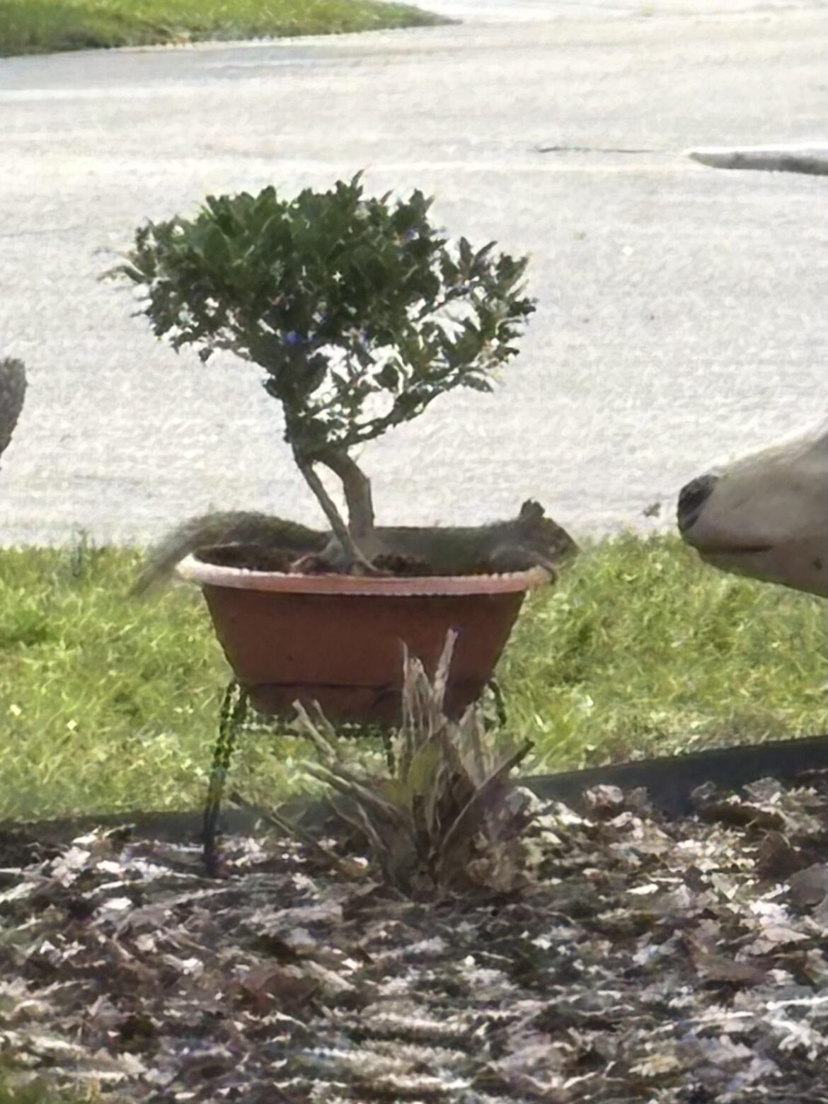 Squirrel just chillin lol.