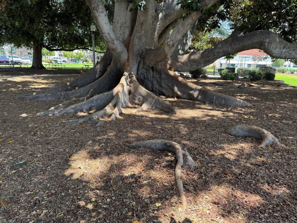 Magnolia Root Flare