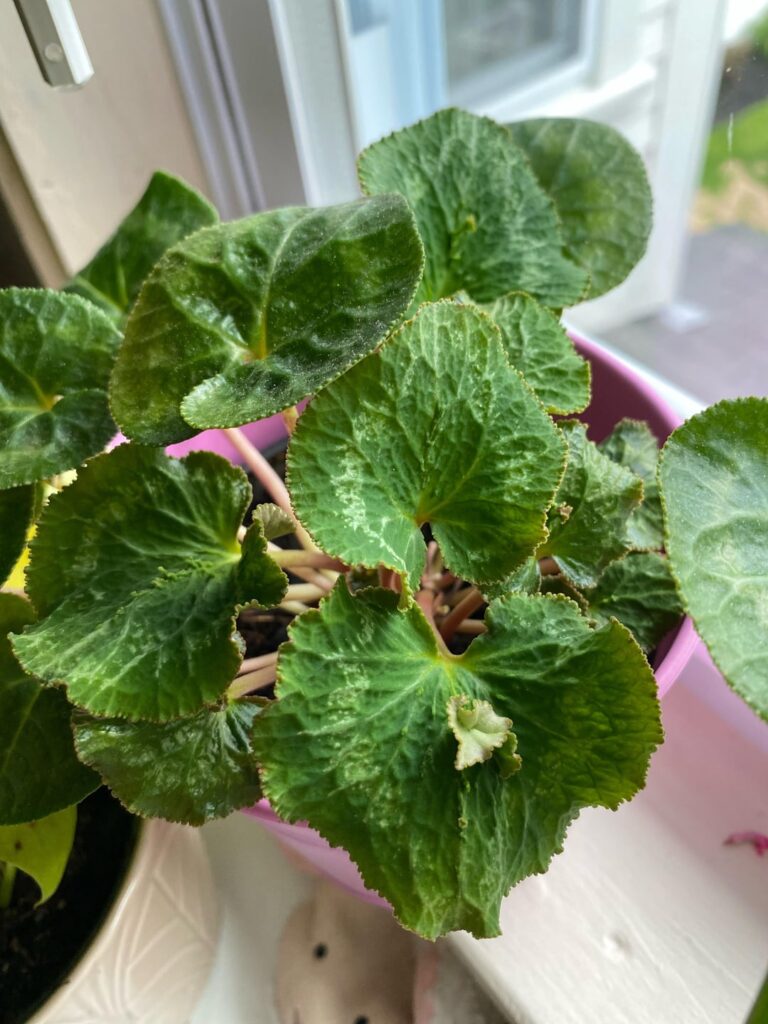 Cyclamen leaf changing shape