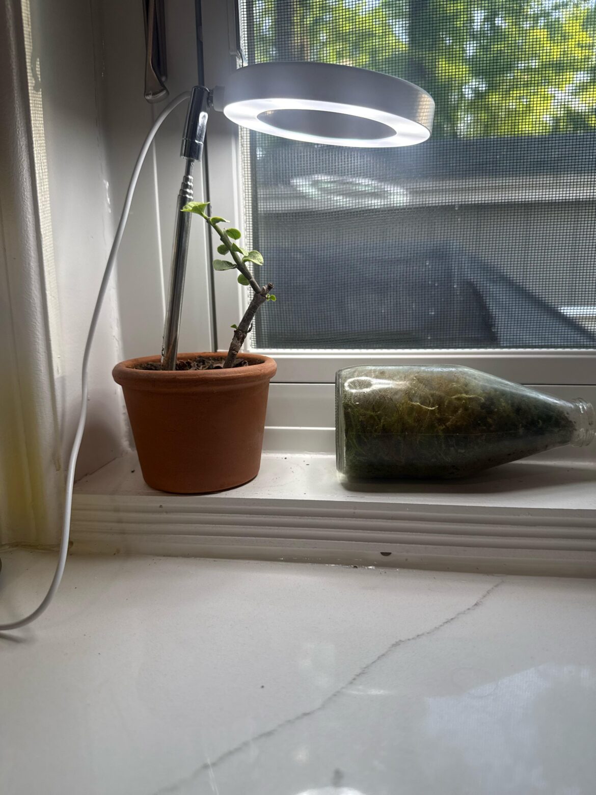 What is this and why won't it grow or die ..
