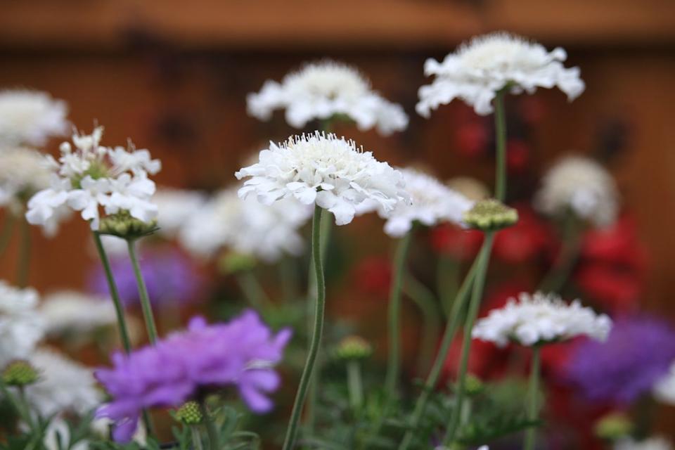 Credit: Darwin Perennials
