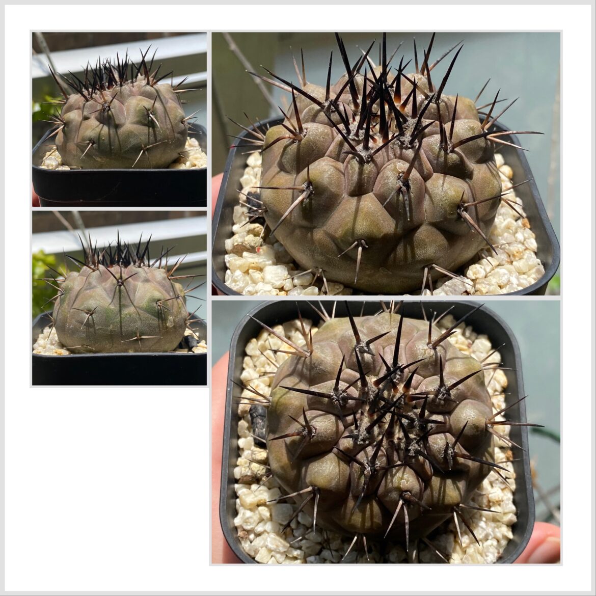 Should I repot my Copiapoa cinerea or it’s still fine in its current pot?